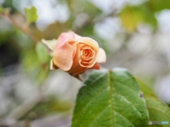 12月9日