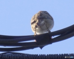 朝はね、忙しいんだ  ゴソゴソ