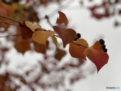 11月9日