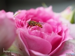 おはよう…の蜜は美味しいかな？
