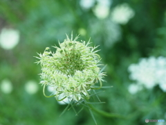 花後はプワプワほわほわ