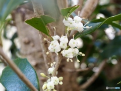 柊の花が咲いてます