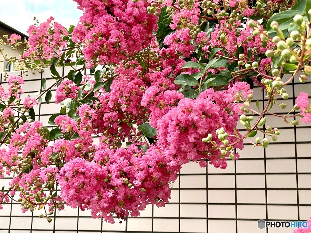百日紅