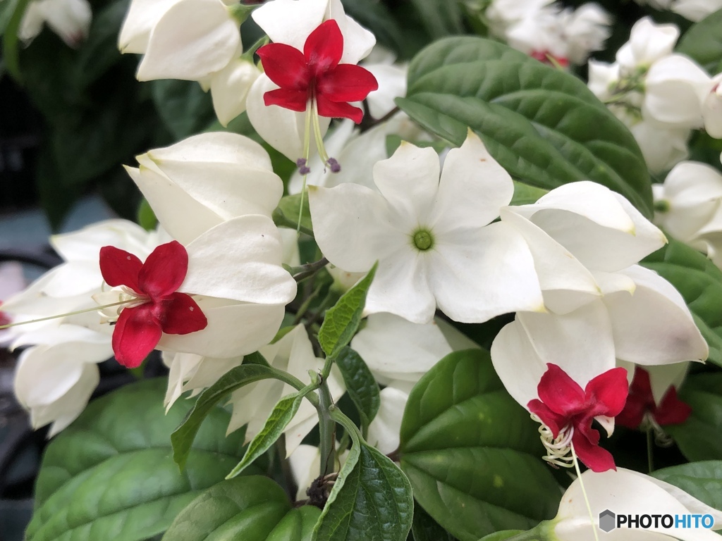 Red and white