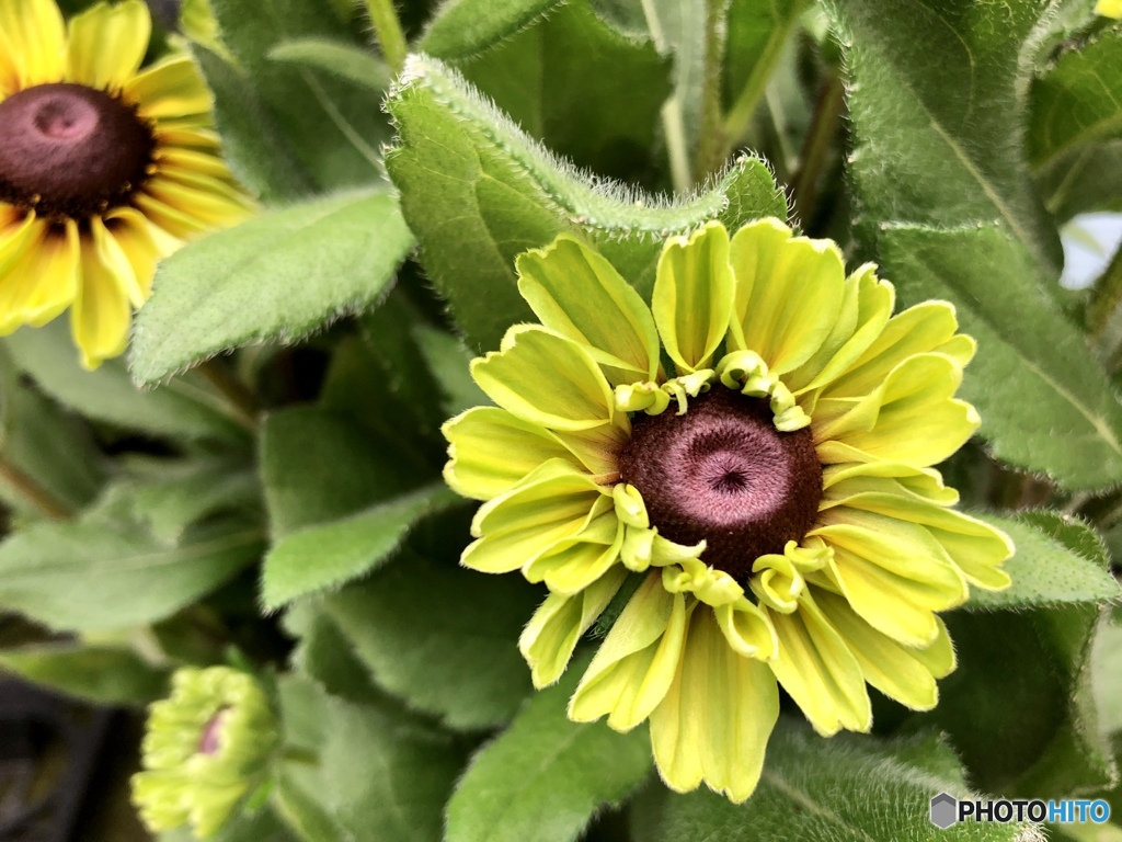 yellow  Summer