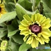 yellow  Summer