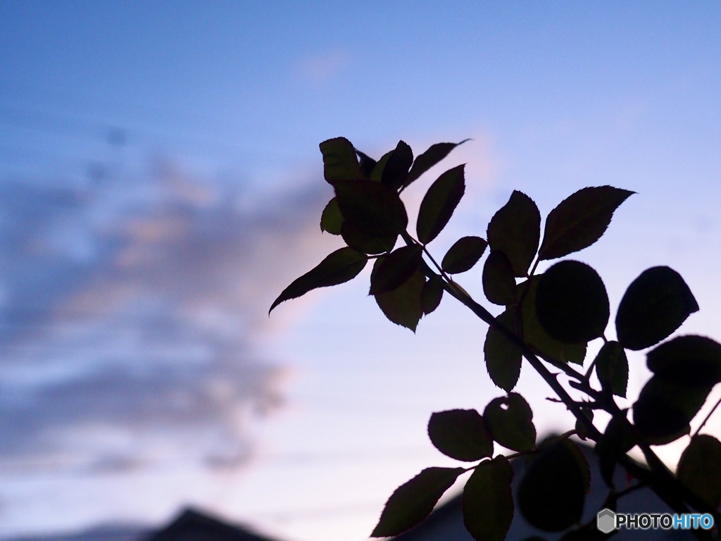 夕暮れ薔薇
