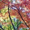 11月23日