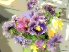 Pansy・Dracula Pansy・Dracula