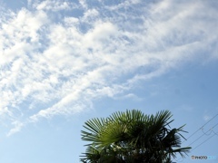 今朝の空