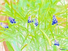 Muscari