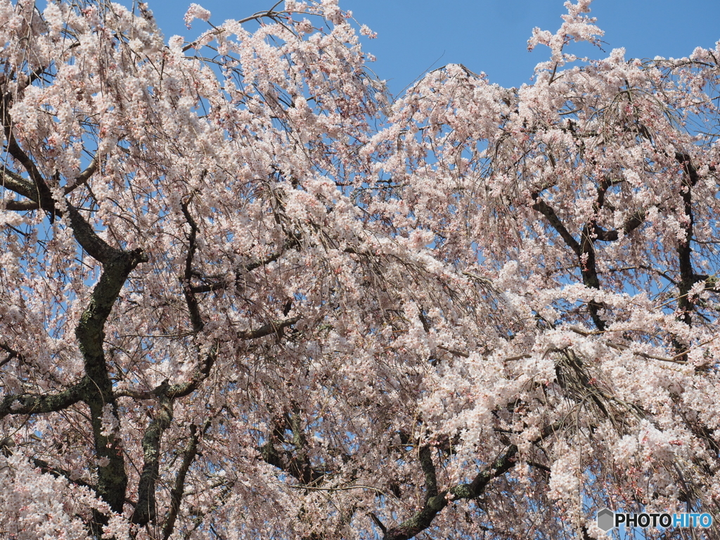 桜色に染まる時間   2