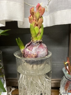 おやすみなさいの…ヒヤシンス