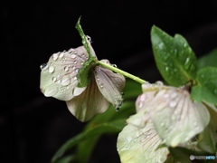 涙雨