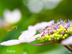 裏庭の山紫陽花