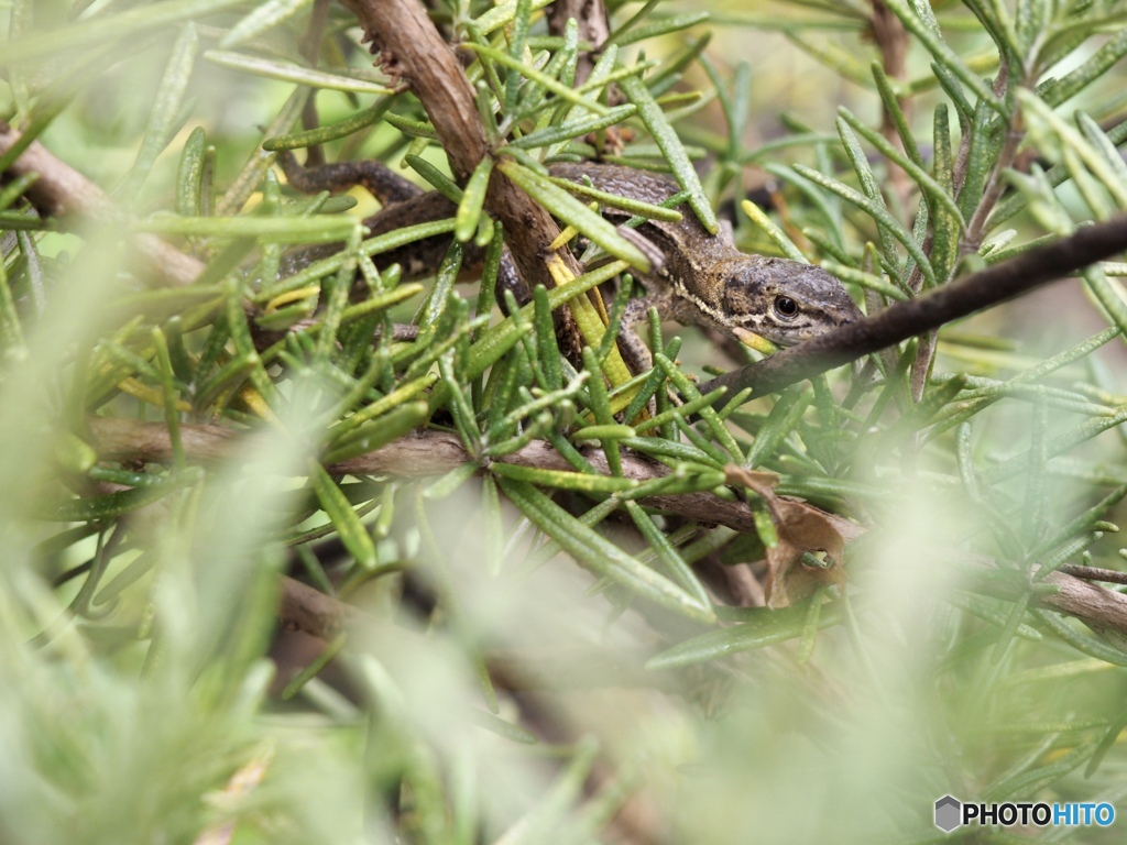 雨宿りかくれんぼ