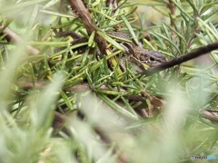 雨宿りかくれんぼ