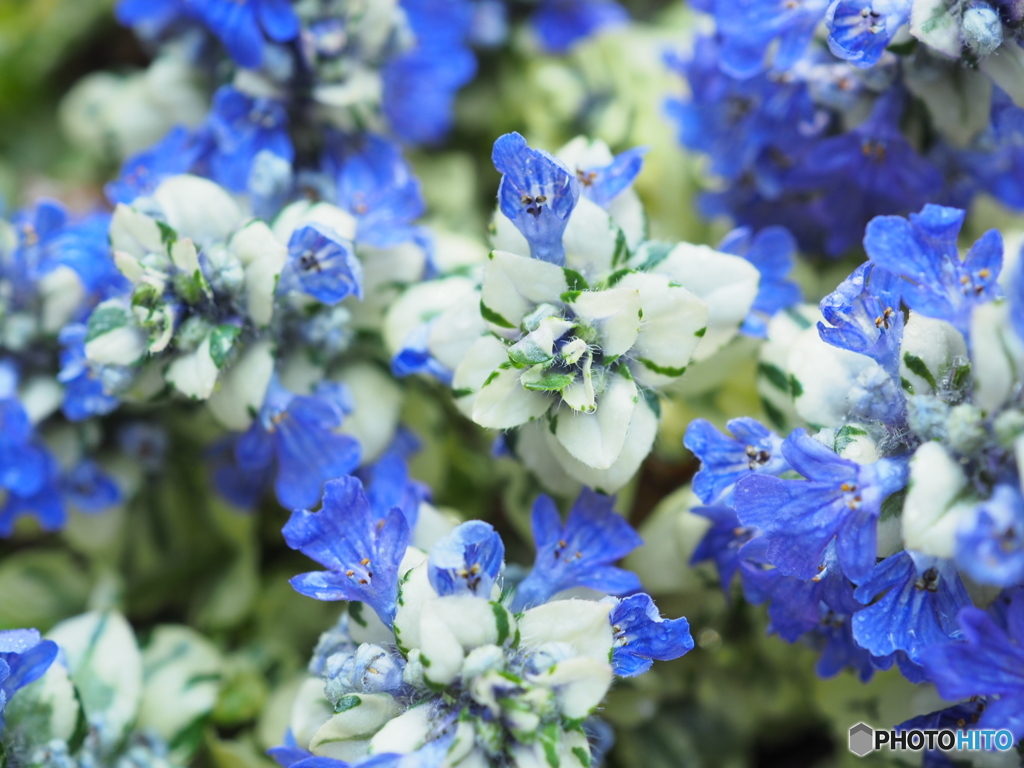 青いセカイにようこそ！