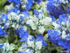 青いセカイにようこそ！