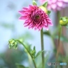 夕暮れDahlia