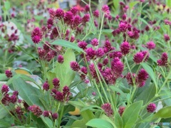 連れて帰ってきたのです