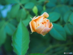 昨日・今日・明日