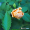 昨日・今日・明日