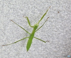 我は忍者なり 我は忍者なり