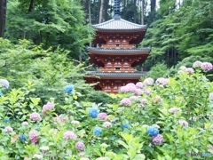 三重の塔と紫陽花