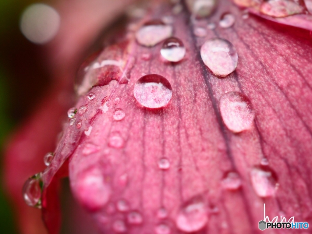 恋するWater drop