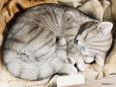 動かないネコさん 動かないネコさん