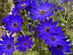 purpleBlue