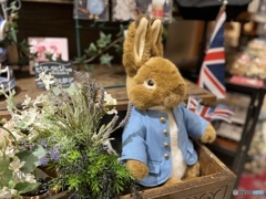 peter rabbit