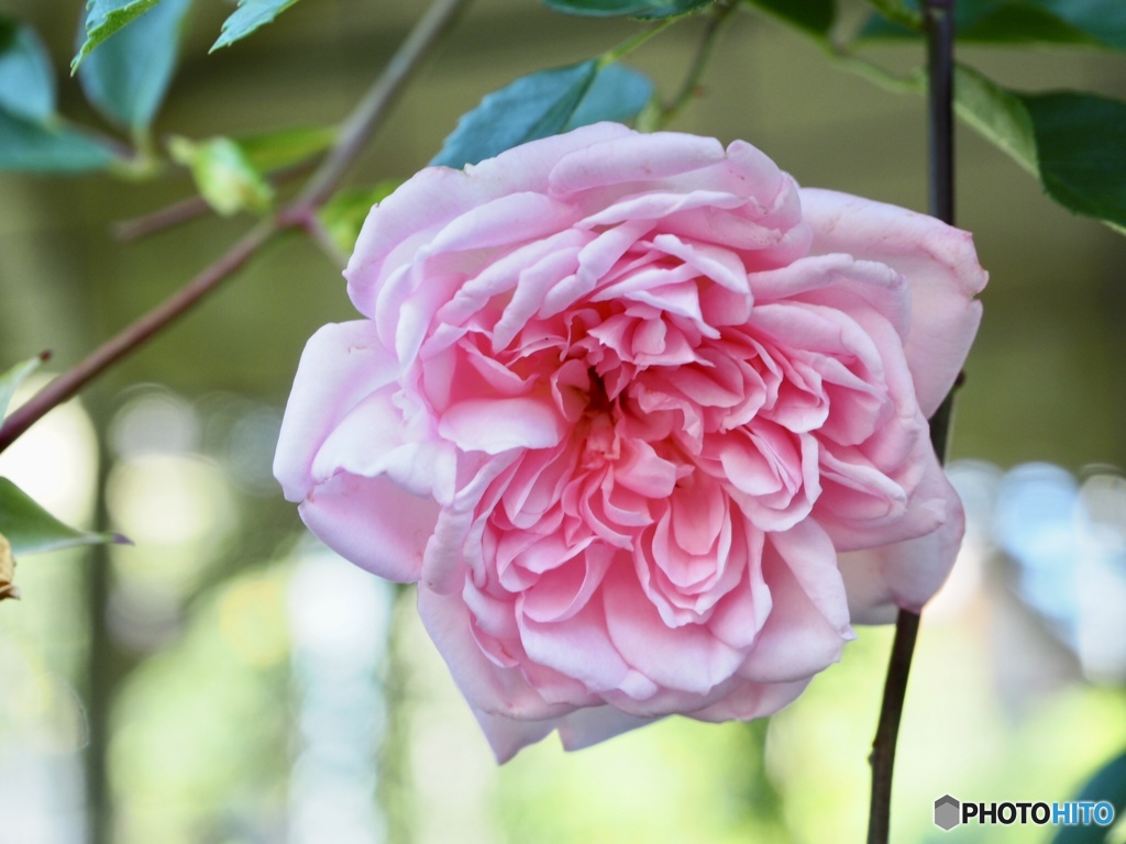 もう一度逢いたいな