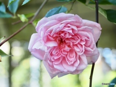 もう一度逢いたいな