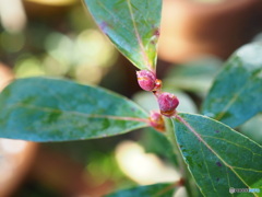 ピンクのブルーベリー