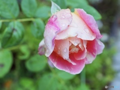 Love rain