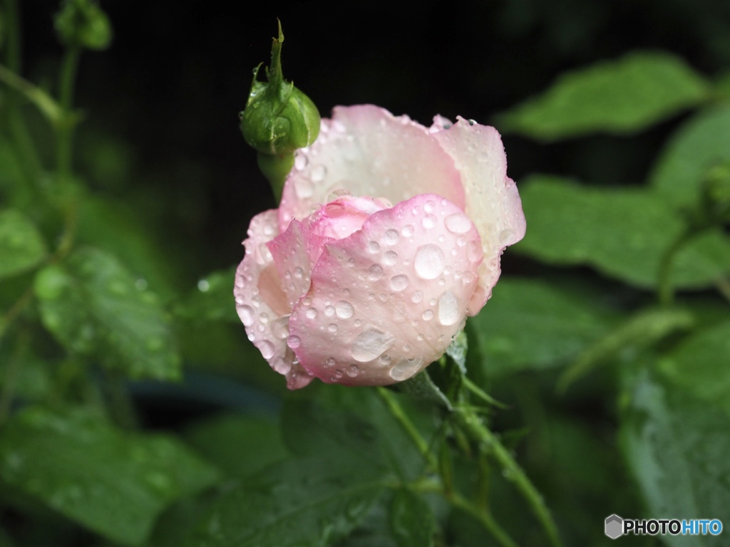 雨に濡れても