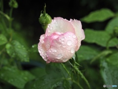 雨に濡れても