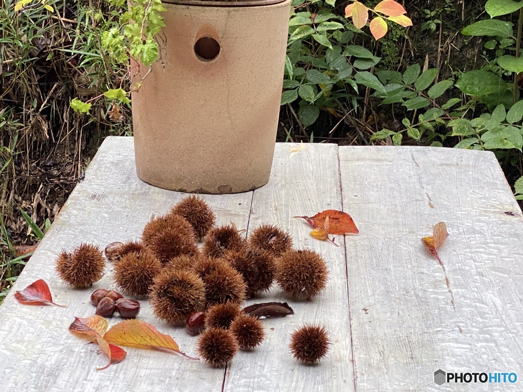 秋は静かにやって来て