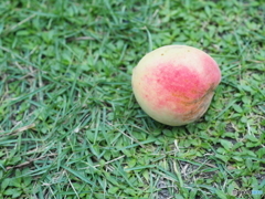 食べられなくてもキミは桃