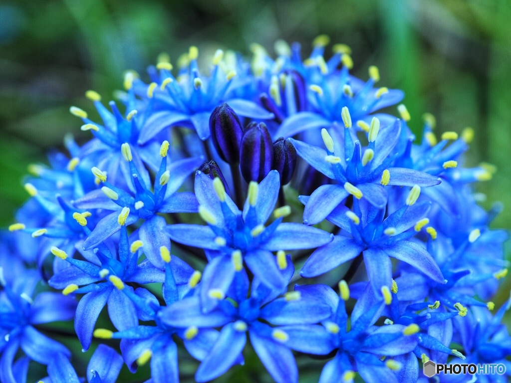 Blue mountain