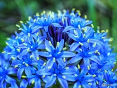 Blue mountain