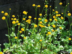 僕らは北海道出身