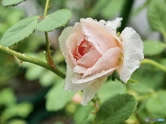 雷雨と薔薇と