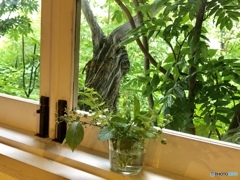 caféの窓から…