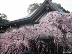 氷室神社の枝垂桜