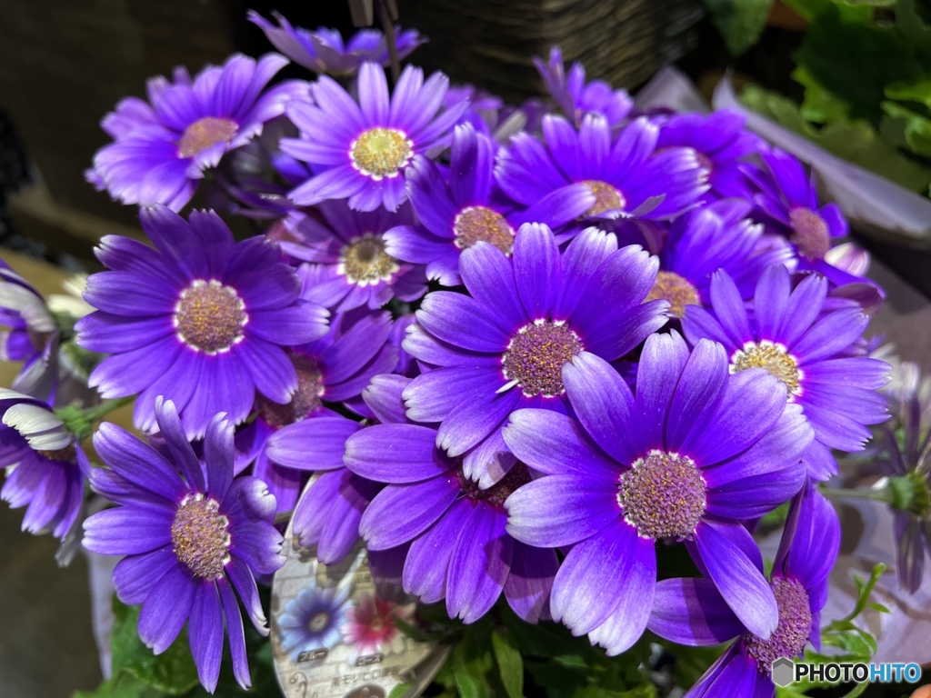 Cineraria