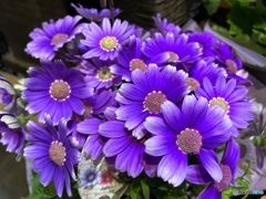 Cineraria