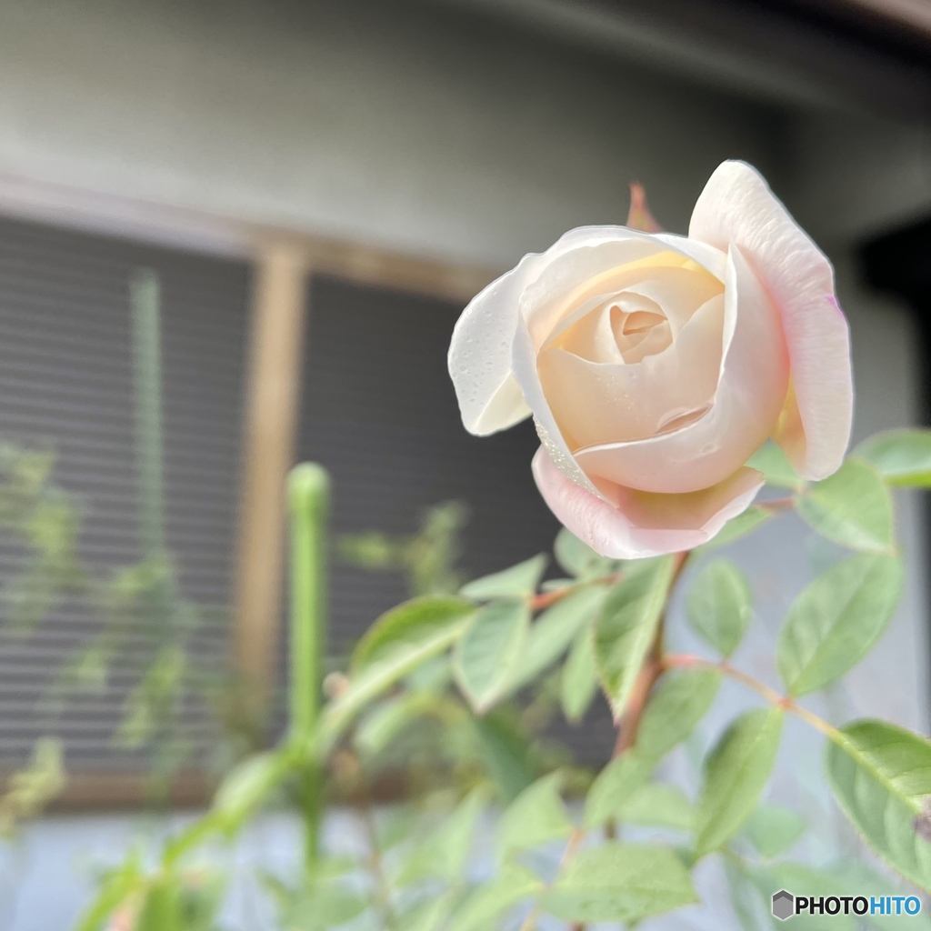 White Song